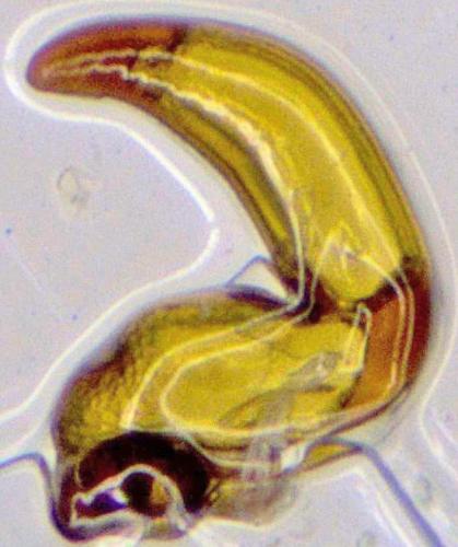 Otiorhynchus pupillatus